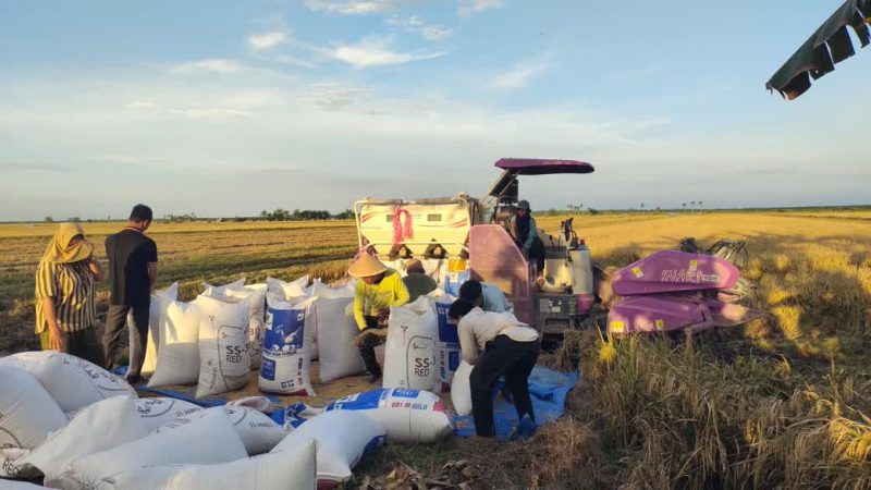 Bulog Kuala Tungkal Turun ke Sawah, Serap Gabah Langsung dari Petani
